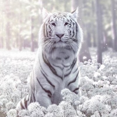 Vincent's profile picture