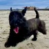 Charlie the Scotty dog 的头像