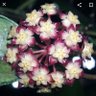 Lady_Sapientia profil fotoğrafı