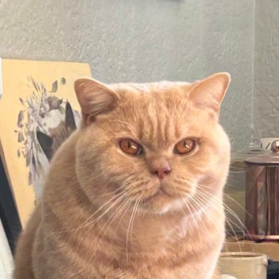 BakerTheBrit's profile picture