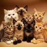 해투 的头像