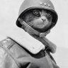 Qute Gato's profile picture