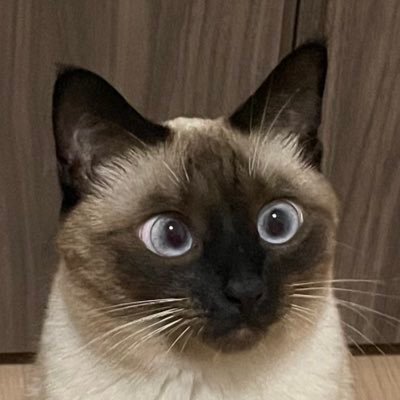 すずり's profile picture