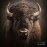Profilbild von organic buffalo