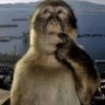 monke's profile picture