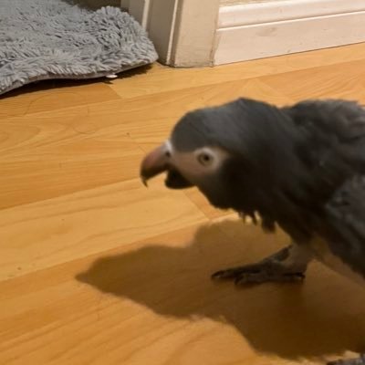TheHighIndian's profile picture