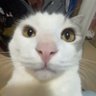 Profilbild von lihao