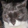 A Literal Snorlax's profile picture