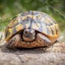 Profilbild von ÇERKES turtle