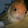 poppinmypuss's profile picture
