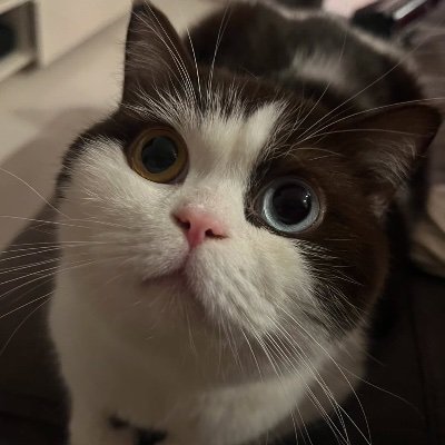 พิคโกโร่'s profile picture