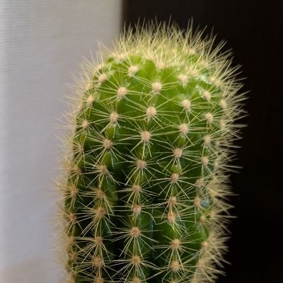 UHHYOOpoke's profile picture
