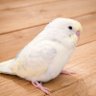 Profilbild von あさひ🕊️