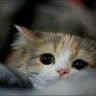 Qba_89 profil fotoğrafı