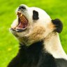 Не пессими́зди!'s profile picture