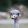 Profilbild von Teutone