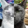 Devin profil fotoğrafı