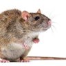 rata de dos patas's profile picture