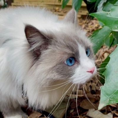 のあ🐈こはく🐕Lavie's profile picture