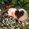Calico profil fotoğrafı