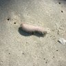 FranksAndBeans 的头像