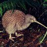 Concerned Kiwi 🎺 的头像