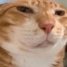 Profilbild von pateint chicken