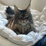 Lisa profil fotoğrafı