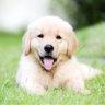 DailyPuppyDose profil fotoğrafı