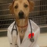 dogtor barker (please give me bacon) 的头像