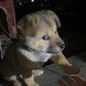 Dogu 的头像