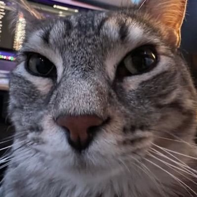 Khami 🐱's profile picture