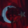 Bilal Yilmaz's profile picture