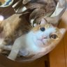 Фото профиля きなこ
