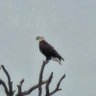 Eagle70 profil fotoğrafı