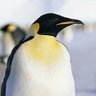 Фото профиля 皇帝ペンギン