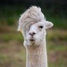 BrandonLethgo99's profile picture