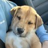 Pup 的头像