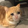 Harmless House Cat 2.0's profile picture