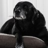 Фото профиля Gotta Luv Labs