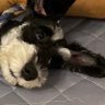 Profilbild von 🐶ハルママ🌸harumama🐶