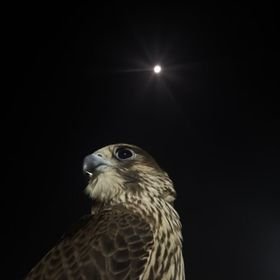 9cc_n's profile picture