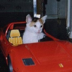 mintia's profile picture
