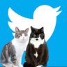Fluff & Obi say farewell Benji and Scruffa 🧡💜 profil fotoğrafı