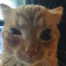 Profilbild von Billota Speaks 😾