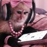 아야짱🐒あやちゃん profil fotoğrafı