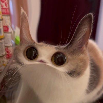 CalicoMeepcat's profile picture