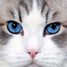 Profilbild von jota Quest