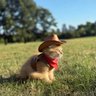 Fitz Leopald's profile picture