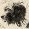 🇺🇸Snowdog🇺🇸's profile picture